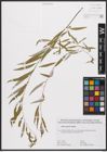 Foto von Salix capensis Thunb.